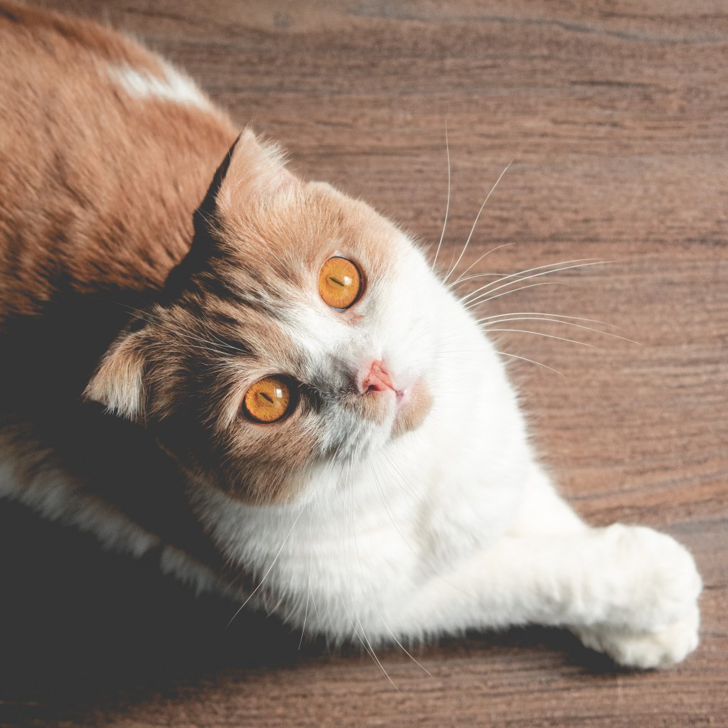Photo of my cat looking straight up into the camera.